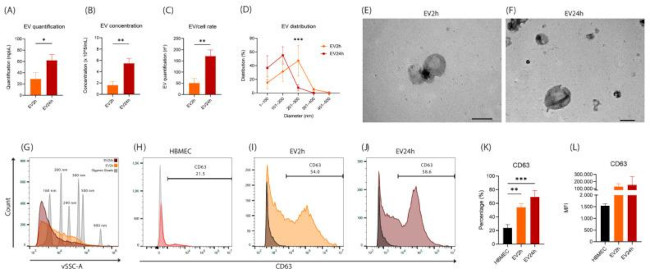 CD63 Antibody in Flow Cytometry (Flow)