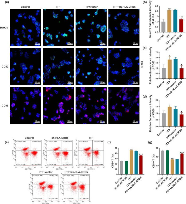 CD8 Antibody in Flow Cytometry (Flow)