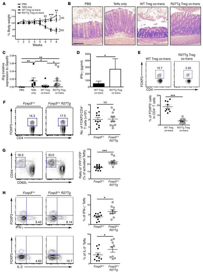 IFN gamma Antibody in ELISA (ELISA)