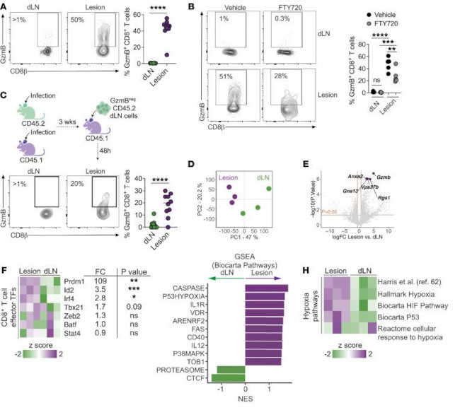 Granzyme B Antibody in Flow Cytometry (Flow)