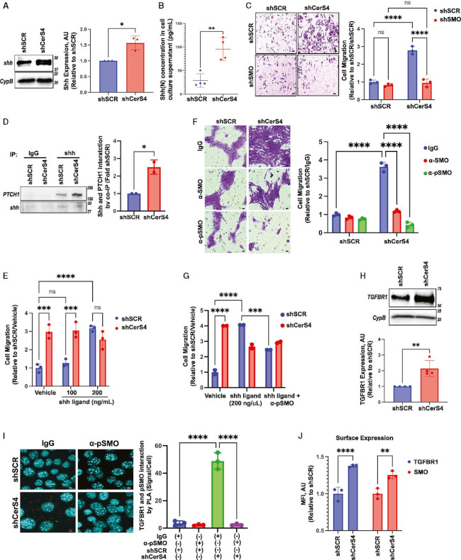SMO Antibody in Neutralization (Neu)