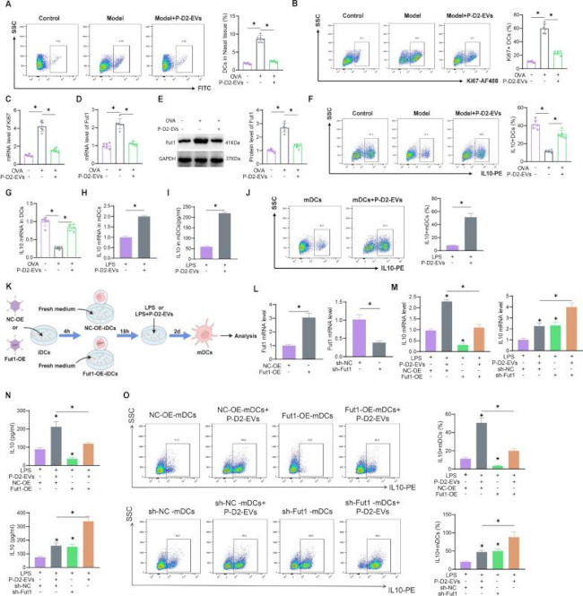 IL-10 Antibody in Flow Cytometry (Flow)