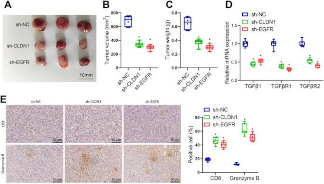CD8 Antibody in Immunohistochemistry (Paraffin) (IHC (P))