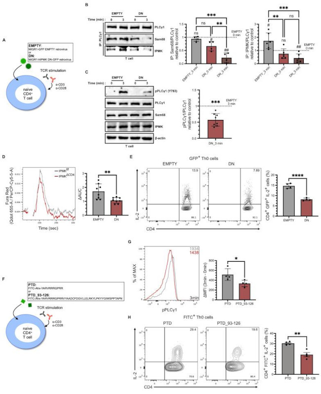 IFN gamma Antibody in Flow Cytometry (Flow)