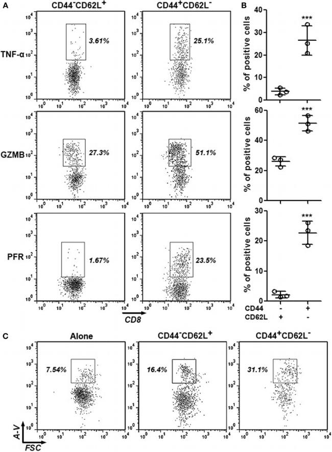Granzyme B Antibody in Flow Cytometry (Flow)