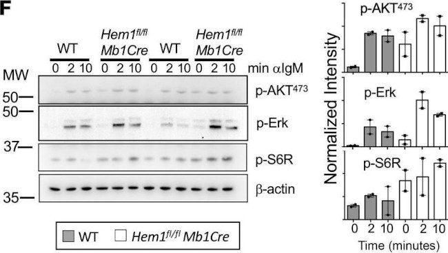 Mouse IgM (Mu chain) Secondary Antibody in Western Blot (WB)