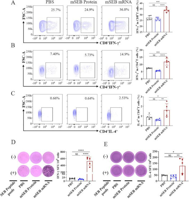 IFN gamma Antibody in Flow Cytometry (Flow)