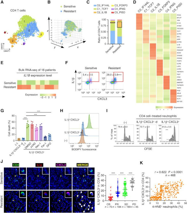 CD4 Antibody in Flow Cytometry (Flow)
