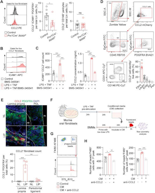 CCL2 (MCP-1) Antibody in Immunocytochemistry, Flow Cytometry, ELISA (ICC/IF, Flow, ELISA)