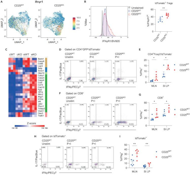 IFN gamma Antibody in Flow Cytometry (Flow)