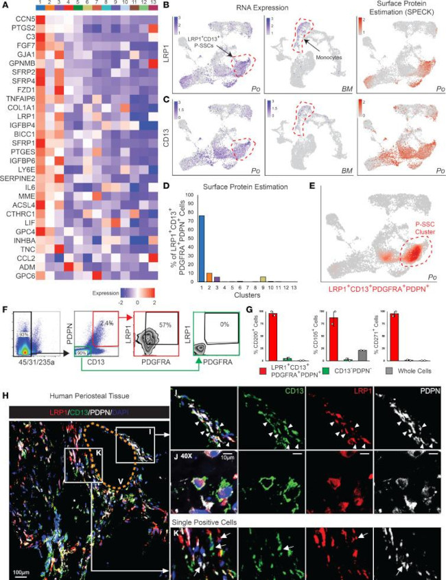 LRP1 Antibody in Flow Cytometry (Flow)