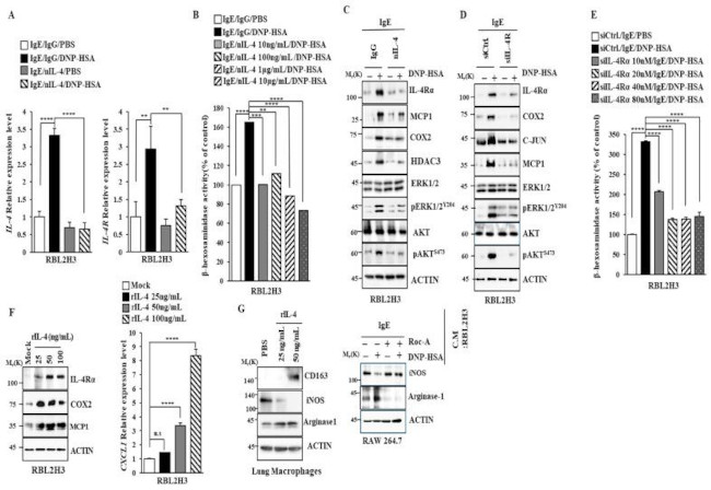 IL-4 Antibody in Neutralization (Neu)