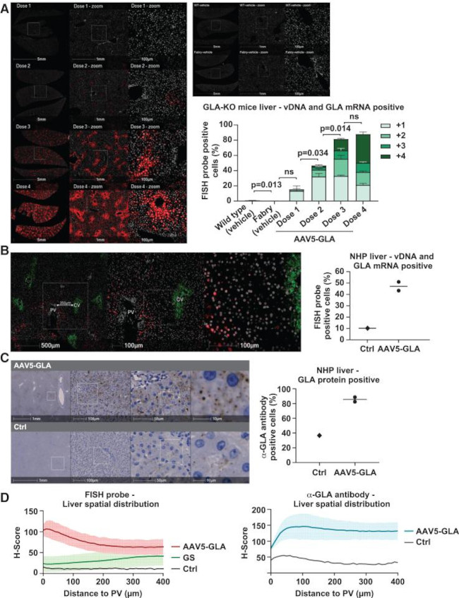alpha Galactosidase Antibody in Immunohistochemistry (Paraffin) (IHC (P))