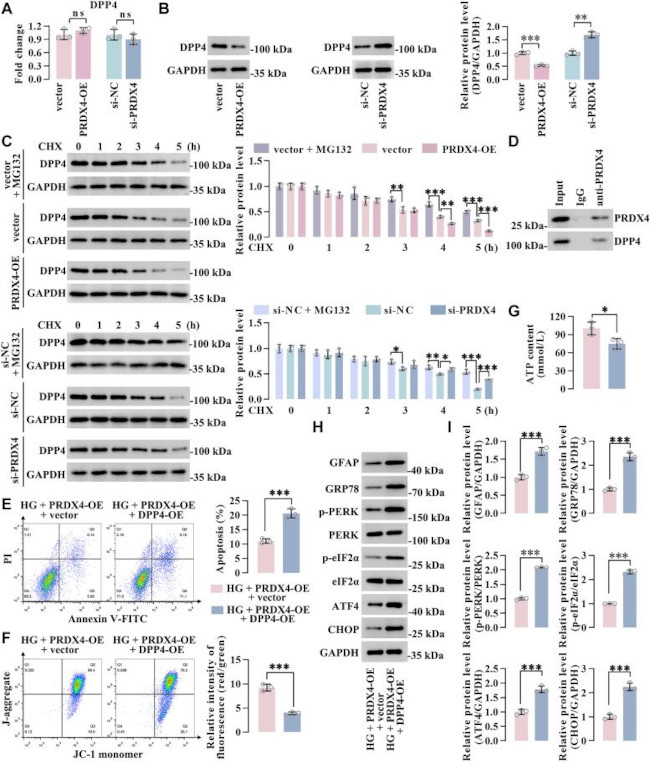 CD26 Antibody in Immunoprecipitation (IP)