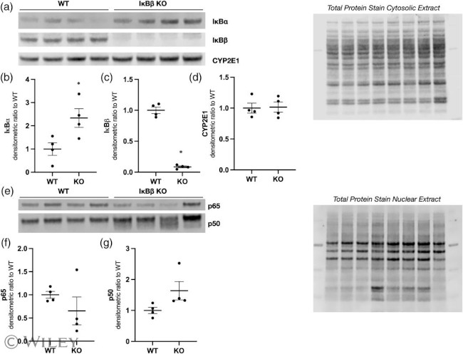 IkB beta Antibody in Western Blot (WB)