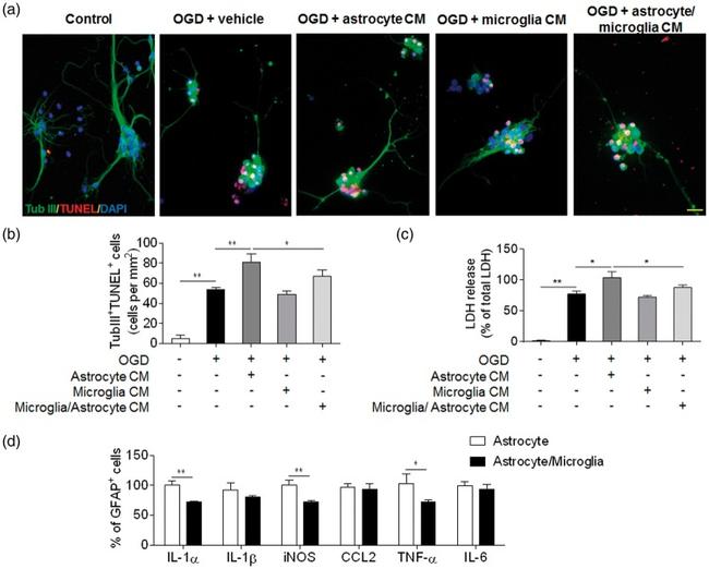 iNOS Monoclonal Antibody (CXNFT), APC (17592082)