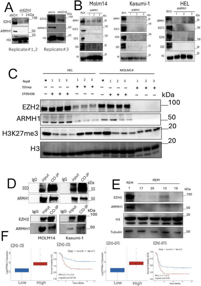 ARMH1 Antibody in Western Blot (WB)