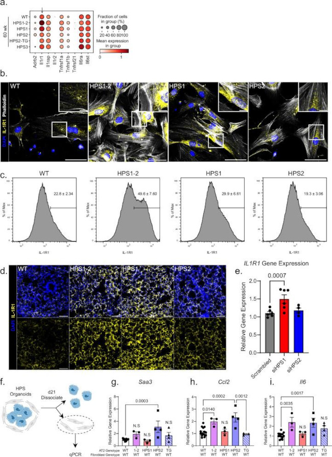 IL1R1 Antibody in Immunohistochemistry (Paraffin), Flow Cytometry (IHC (P), Flow)