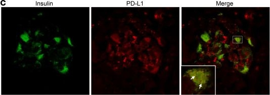 Guinea Pig IgG (H+L) Highly Cross-Adsorbed Secondary Antibody in Immunocytochemistry (ICC/IF)
