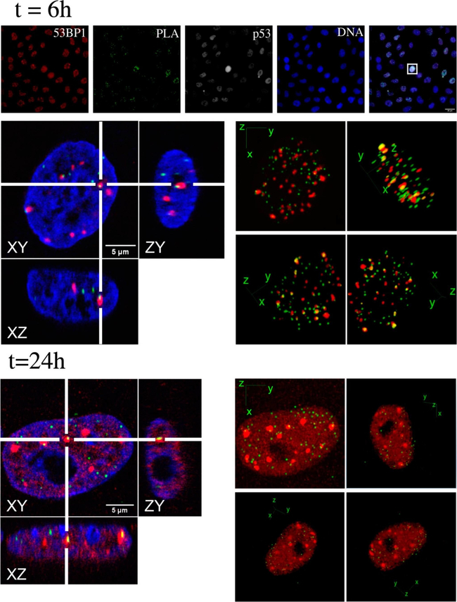 Mouse IgG (H+L) Cross-Adsorbed Secondary Antibody in Immunocytochemistry (ICC/IF)