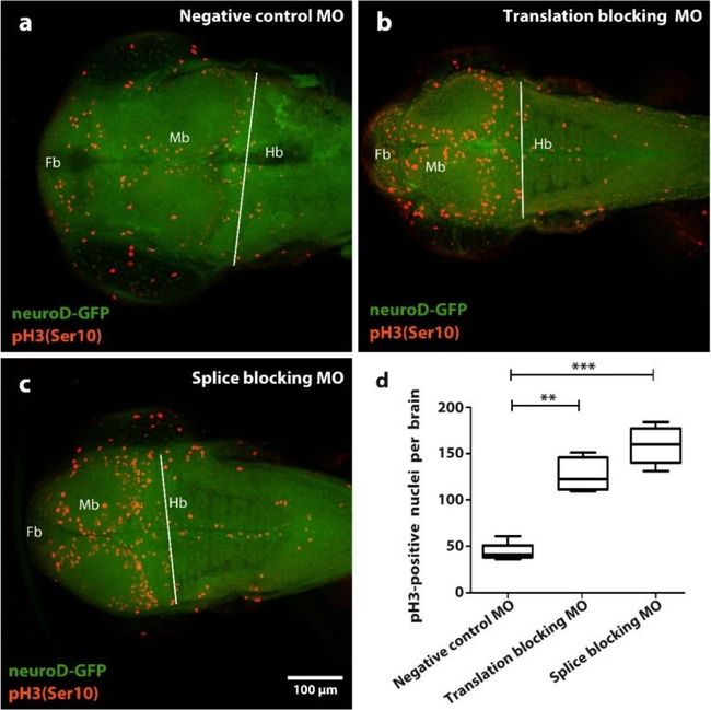 Goat IgG (H+L) Cross-Adsorbed Secondary Antibody in Immunohistochemistry (IHC)