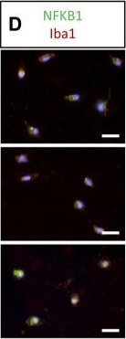 Goat IgG (H+L) Cross-Adsorbed Secondary Antibody in Immunocytochemistry (ICC/IF)