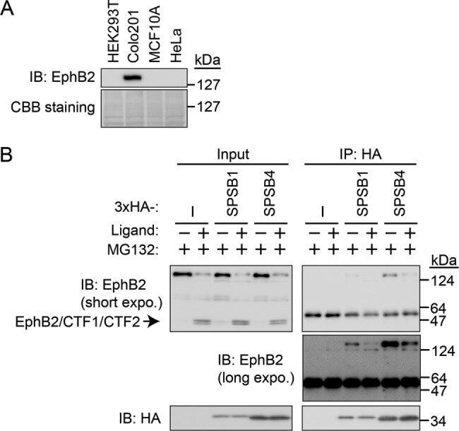 EphB2 Antibody in Western Blot (WB)