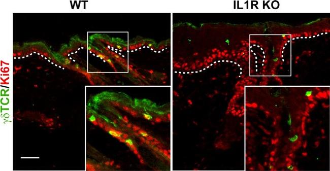 CD3 Antibody in Functional Assay, T-Cell Activation (Functional, TCA)