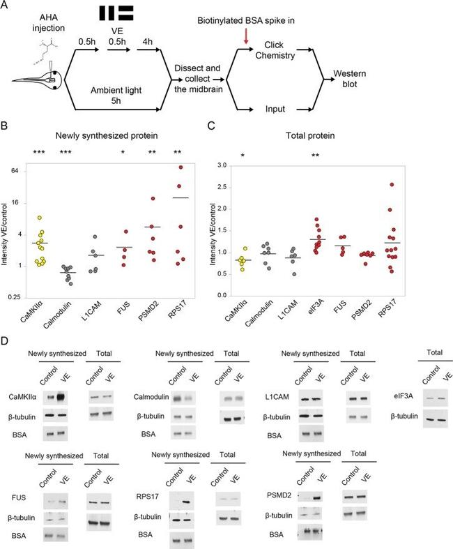 Bovine Serum Albumin Antibody in Western Blot (WB)