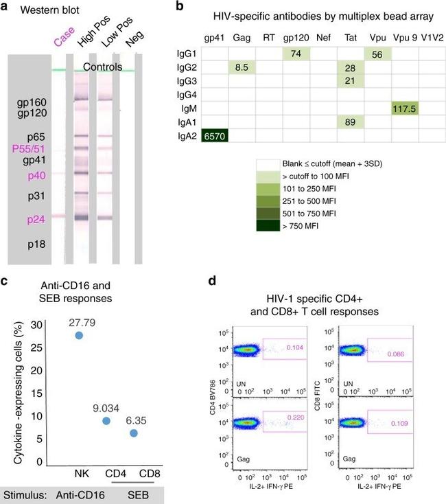 CD16 Antibody in Functional Assay, T-Cell Activation (Functional, TCA)