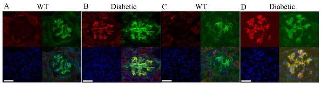 Cullin 3 Antibody in Immunohistochemistry (IHC)