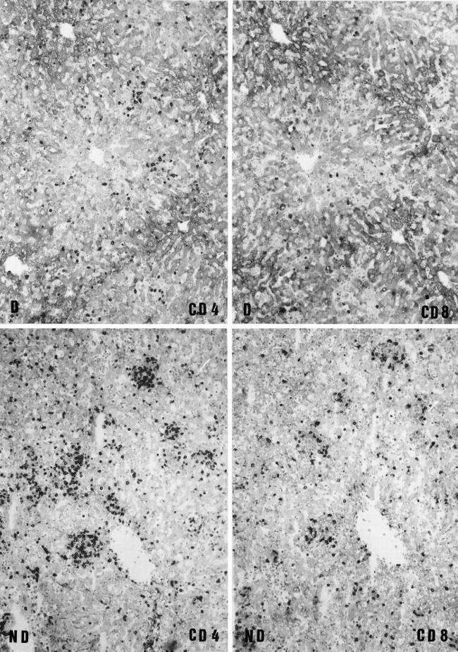 CD4 Antibody in Immunohistochemistry (IHC)