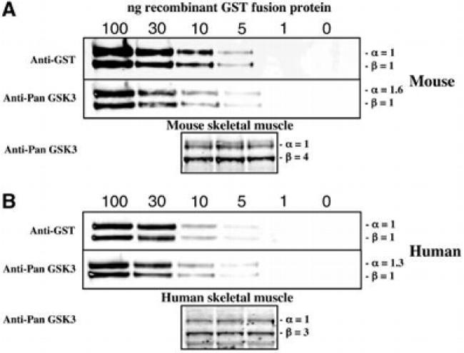 GSK3 alpha/beta Antibody in Western Blot (WB)
