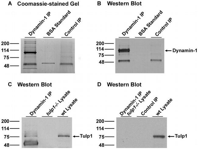 Dynamin 1 Antibody in Western Blot, Immunoprecipitation (WB, IP)