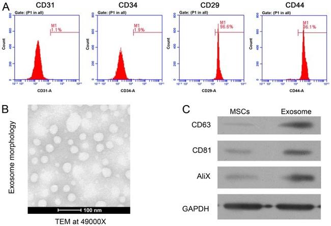 CD31 Antibody in Flow Cytometry (Flow)