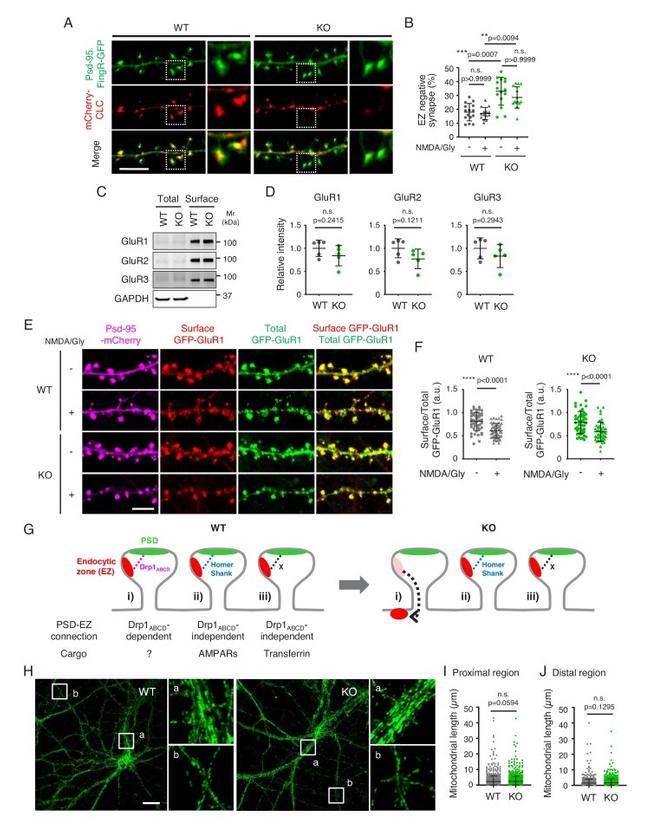 GFP Antibody in Immunohistochemistry (Paraffin), Immunocytochemistry (IHC (P), ICC/IF)