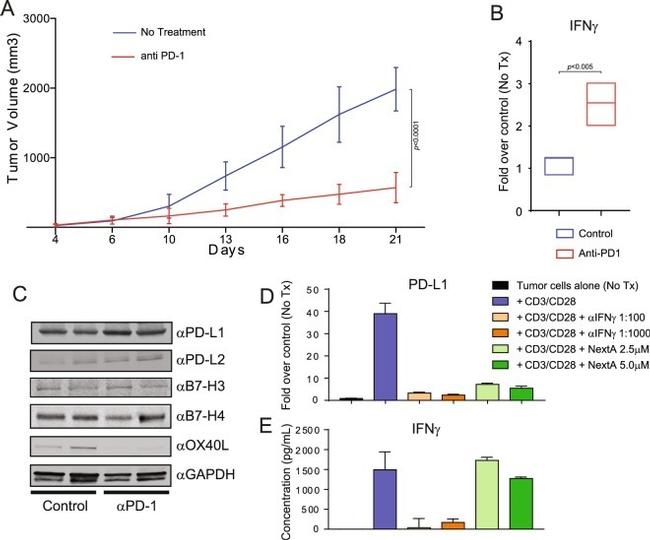 B7-H3 Antibody in Western Blot (WB)