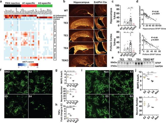 MAP2 Antibody in Immunocytochemistry (ICC/IF)