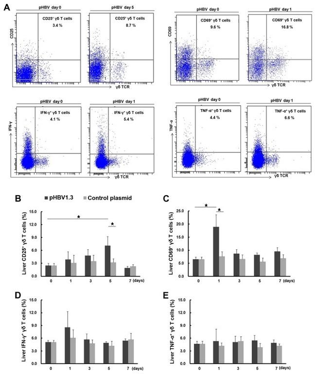 CD69 Monoclonal Antibody (H1.2F3) (14-0691-82)