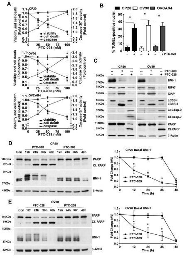 BMI-1 Antibody in Western Blot (WB)