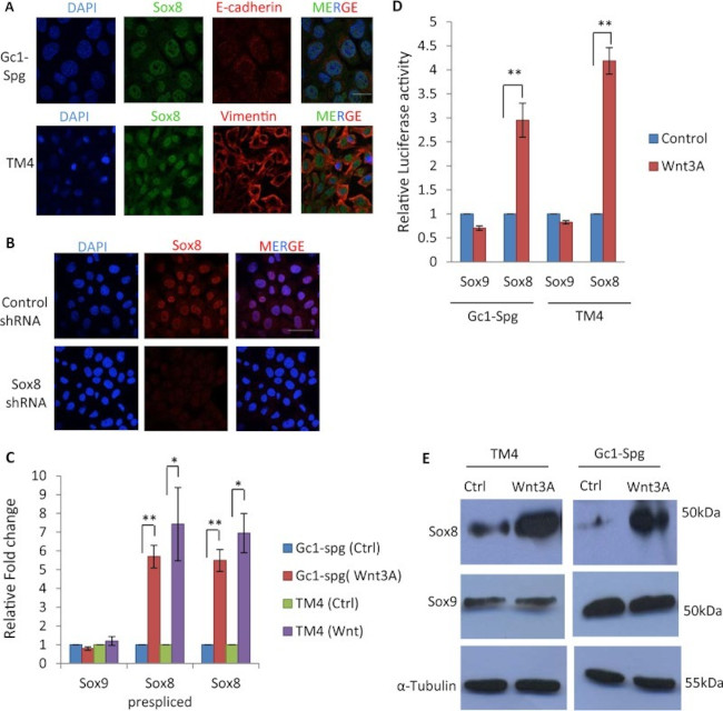 SOX8 Antibody in Western Blot, Immunocytochemistry (WB, ICC/IF)