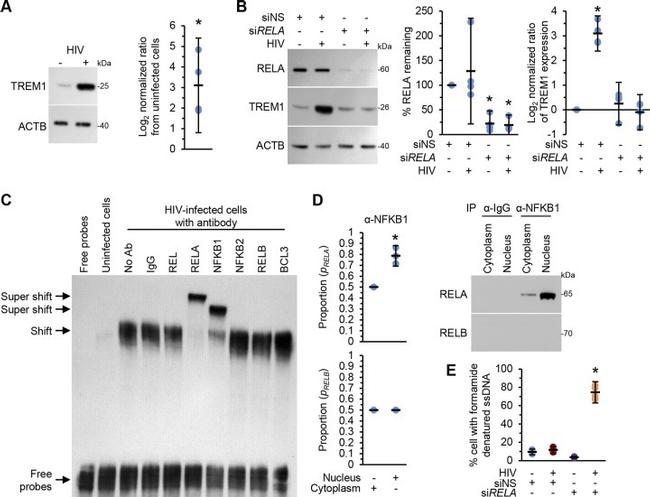 Bcl-3 Antibody in Western Blot, Gel Shift (WB, EMSA)