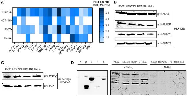 ALAS1 Antibody in Western Blot (WB)