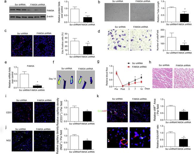 FAM3A Antibody in Western Blot (WB)