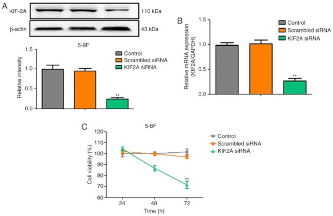 KIF2A Antibody in Western Blot (WB)
