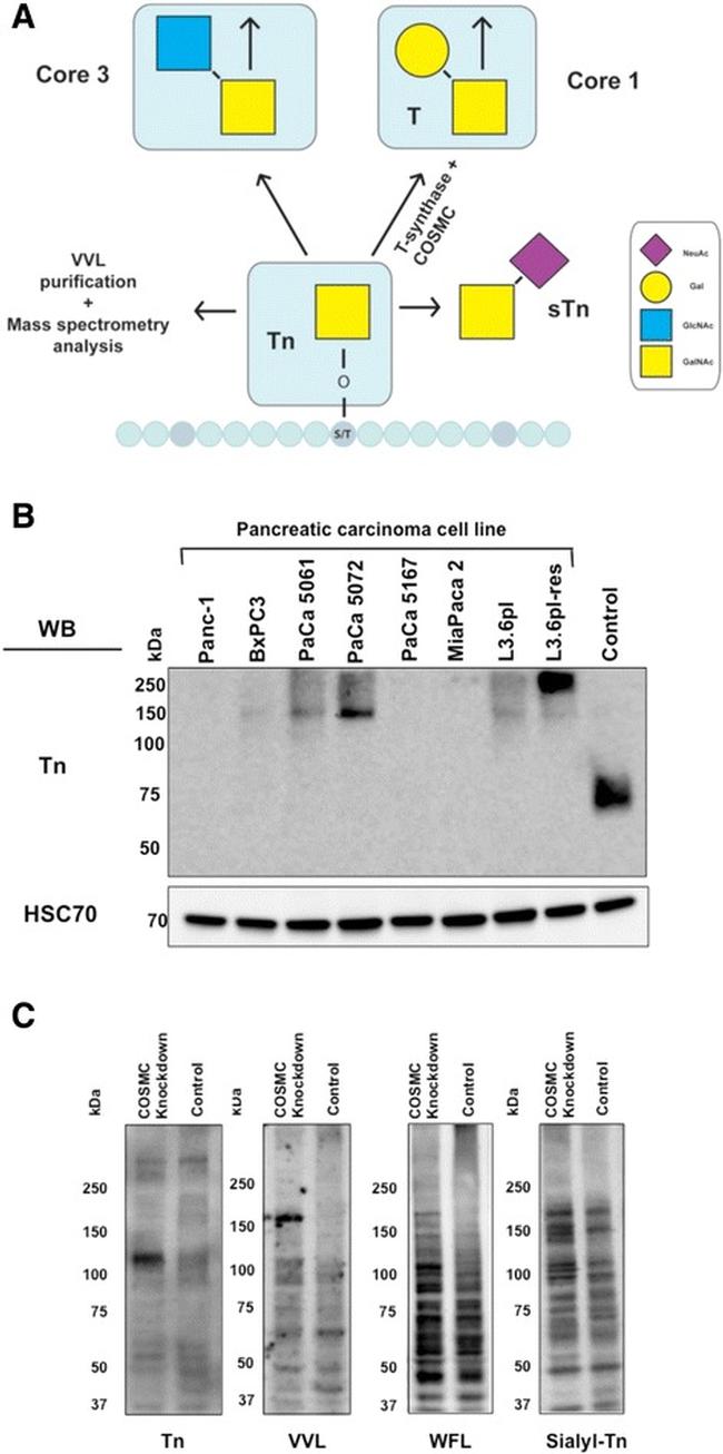 CD175 Antibody in Western Blot (WB)