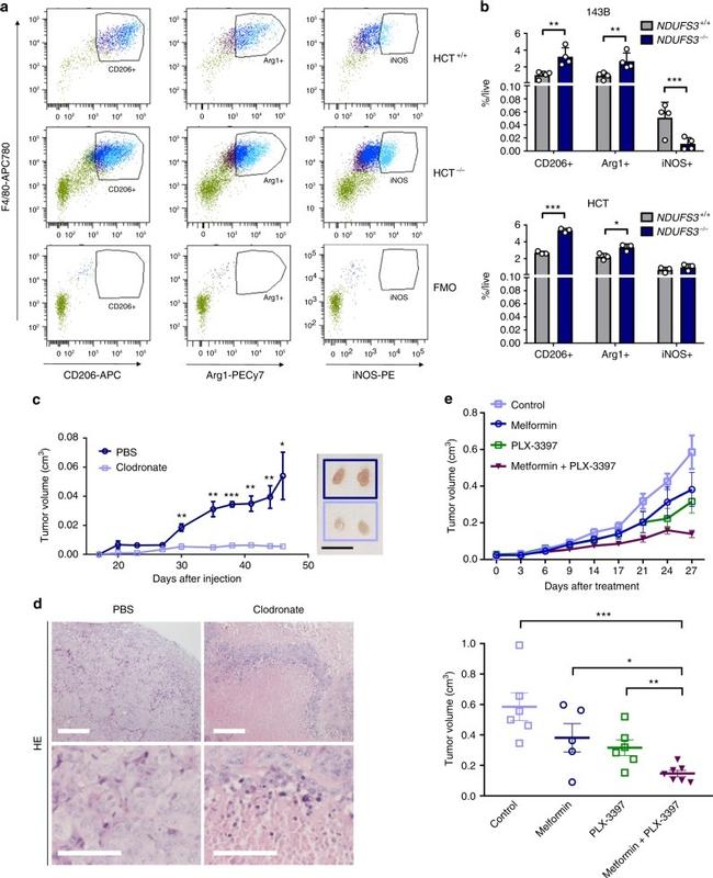 iNOS Monoclonal Antibody (CXNFT), APC (17592082)