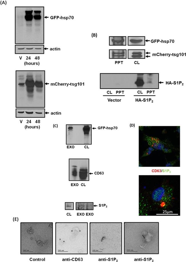 CD63 Antibody in Western Blot, Immunocytochemistry, Immunomicroscopy (WB, ICC/IF, IM)