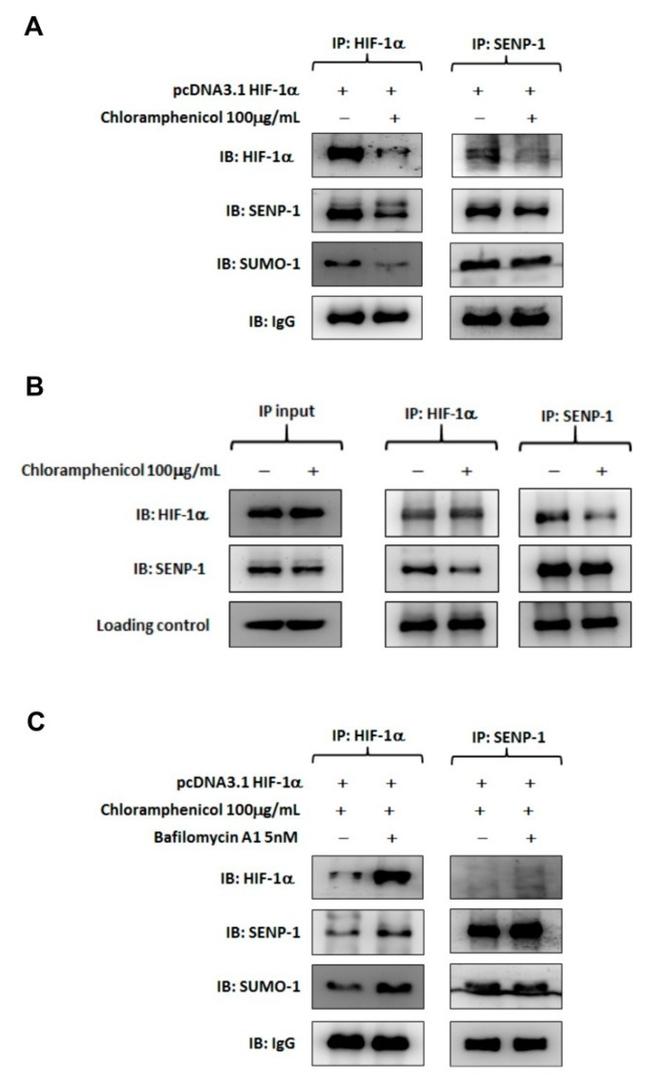 HIF1A Antibody in Western Blot, Immunoprecipitation (WB, IP)