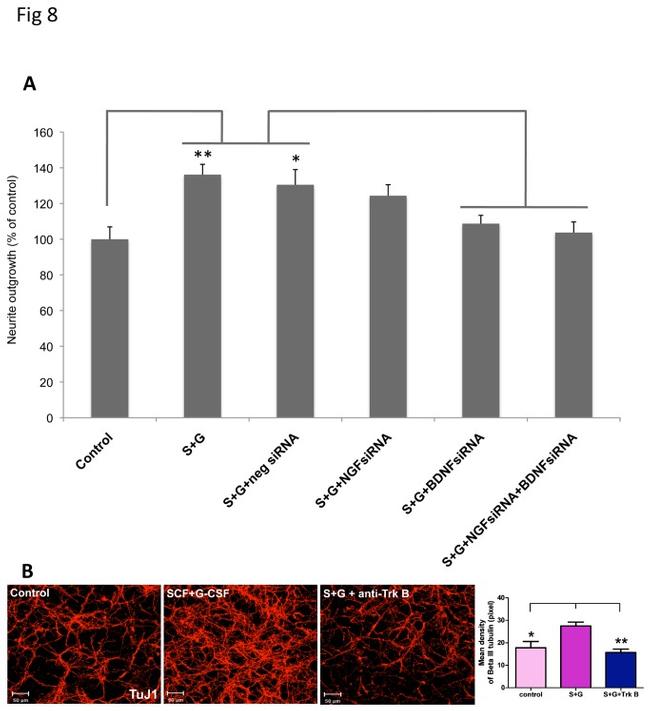 TrkB Antibody in Neutralization (Neu)